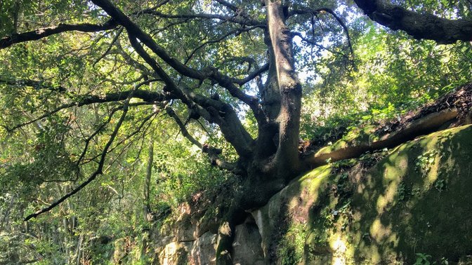 Fosso della Cecchignola