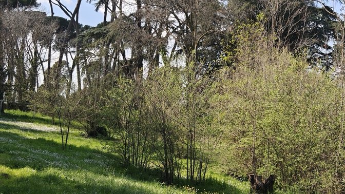 Boschetto di pini marittimi