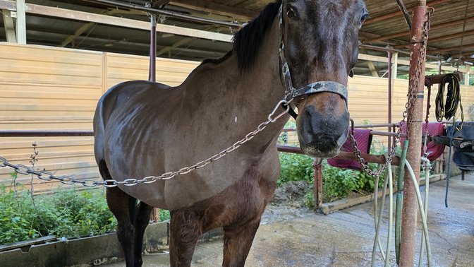 Veio Natura a Cavallo passeggiate a cavallo a roma