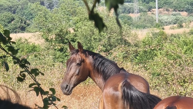 Veio Natura a Cavallo passeggiate a cavallo a roma