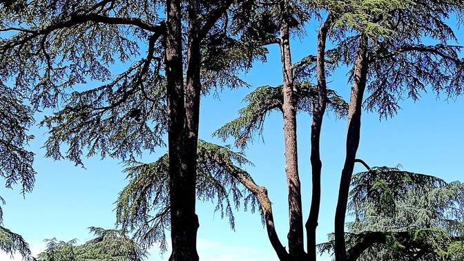 Cedro del Libano