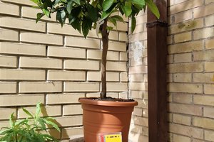 Albero della legalità