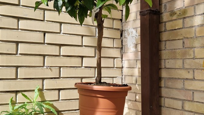 Albero della legalità