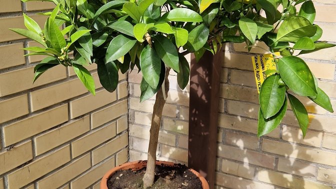 Albero della legalità