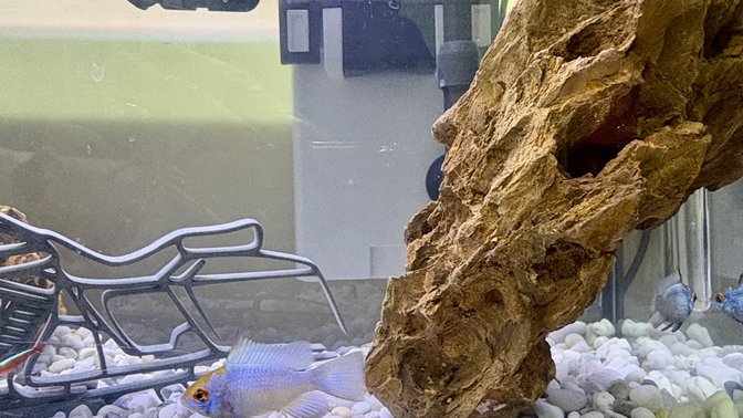 Ciclidi Africani: Allevamento e Vendita dei Pesci Per Acquario di Cichlidream