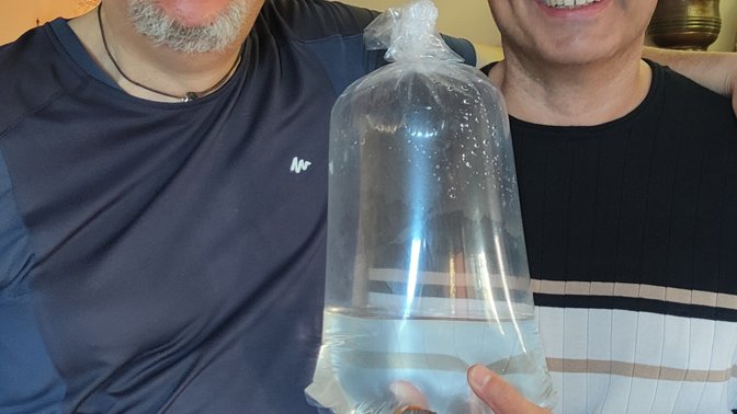 Ciclidi Africani: Allevamento e Vendita dei Pesci Per Acquario di Cichlidream