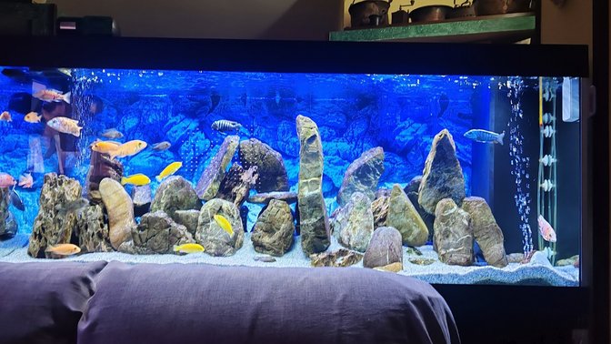 Ciclidi Africani: Allevamento e Vendita dei Pesci Per Acquario di Cichlidream