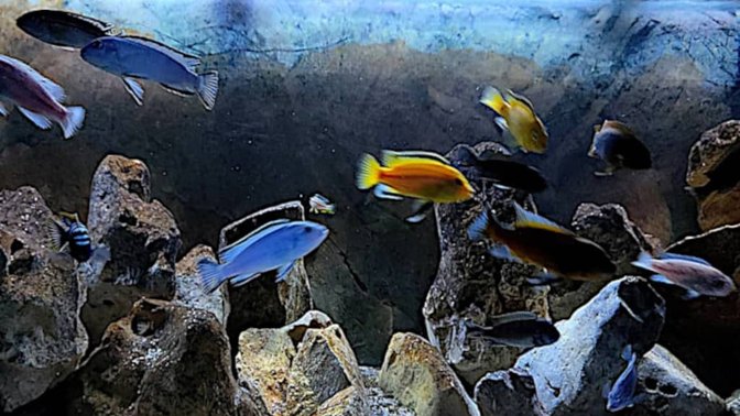 Ciclidi Africani: Allevamento e Vendita dei Pesci Per Acquario di Cichlidream