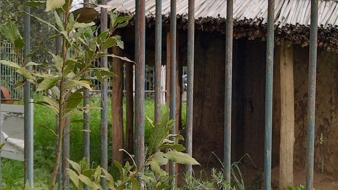 Reconstruction of the First Italian Domestic Cat