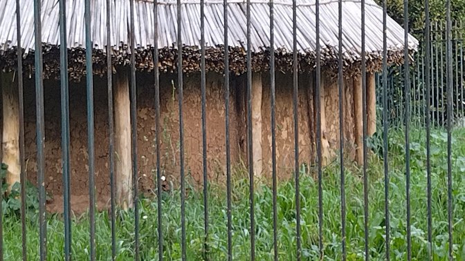 Reconstruction of the First Italian Domestic Cat