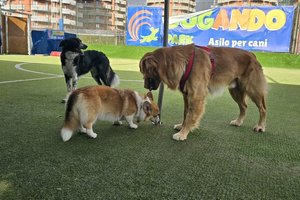 Dogando Park