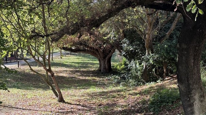 Albero monumentale pioppo nero