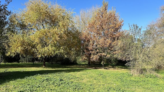 Albero monumentale pioppo nero
