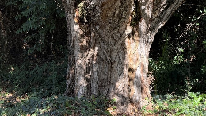 Albero monumentale pioppo nero
