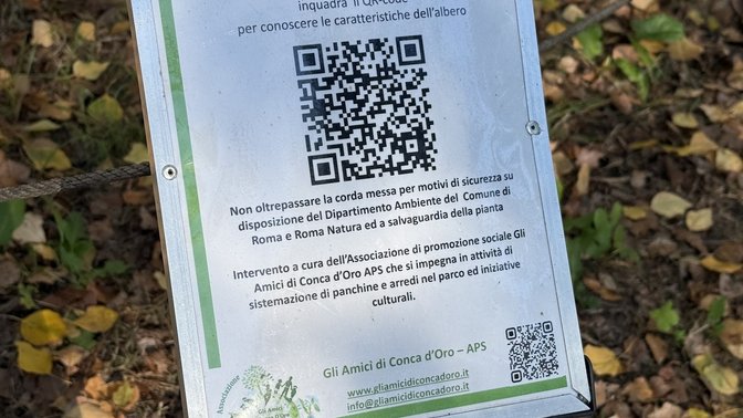 Albero monumentale pioppo nero