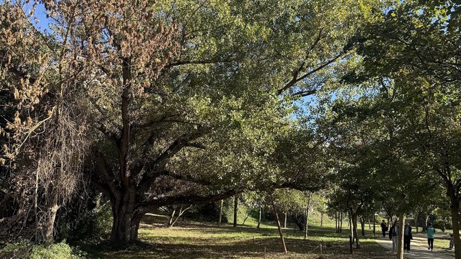 Albero monumentale pioppo nero