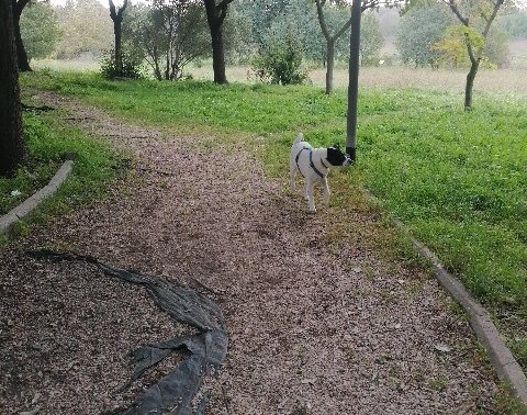 PARCO DANIELE SEBASTIANO