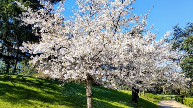 Sakura - Fioritura dei Ciliegi Giapponesi