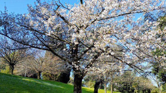 Sakura - Fioritura dei Ciliegi Giapponesi