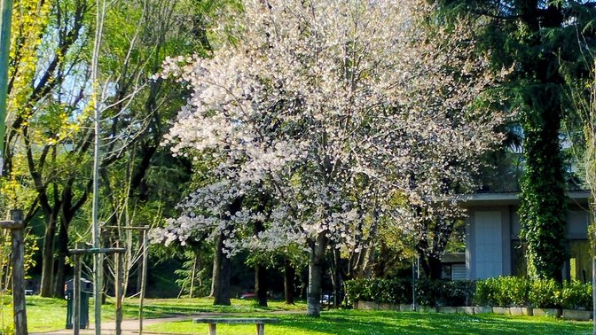 Sakura - Fioritura dei Ciliegi Giapponesi