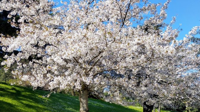Sakura - Fioritura dei Ciliegi Giapponesi