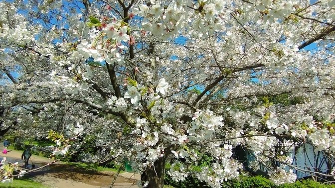 Sakura - Fioritura dei Ciliegi Giapponesi