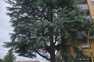 Grande Quercia