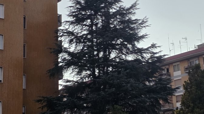 Il big albero