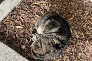 Marco Polo “i gatti” 😼