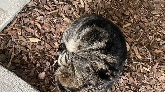 Marco Polo “i gatti” 😼