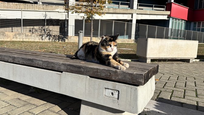 Marco Polo “i gatti” 😼