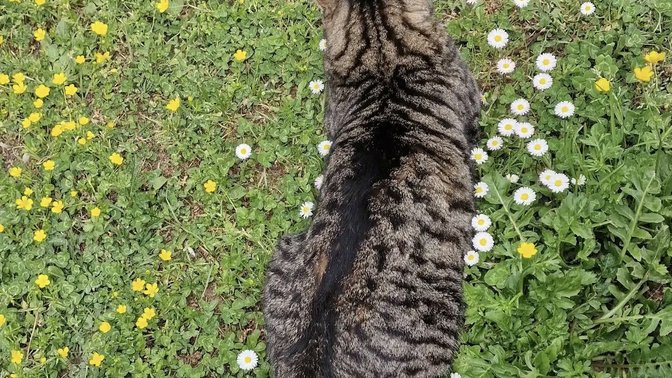 Marco Polo “i gatti” 😼