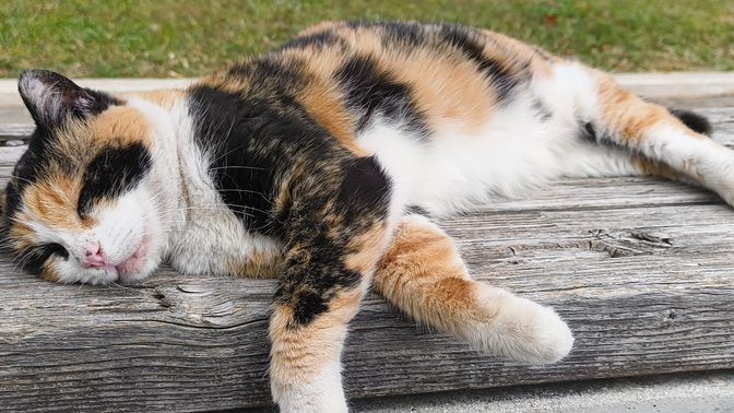 Marco Polo “i gatti” 😼