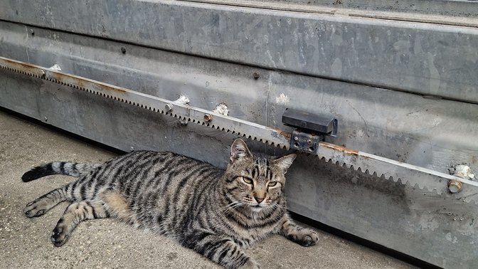 Marco Polo “i gatti” 😼