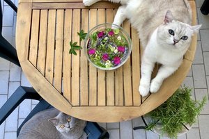Blu il gattone bianco