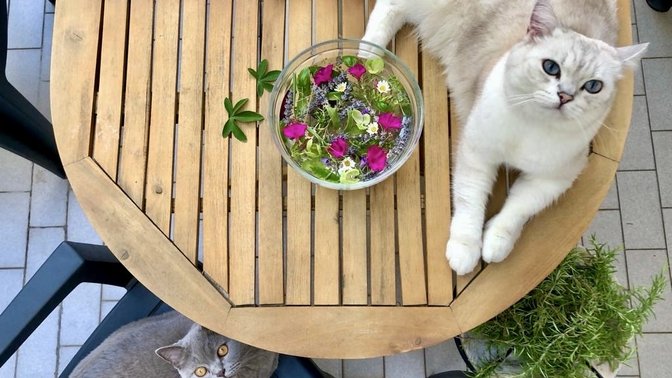 Blu il gattone bianco