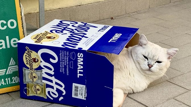 Blu il gattone bianco