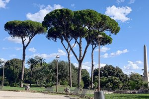 Pino di Villa Torlonia