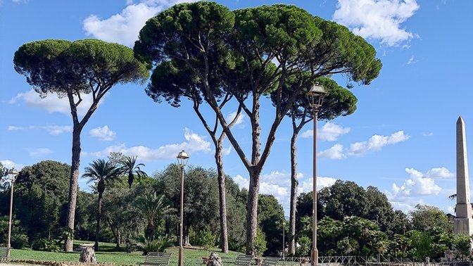 Pino monumentale di Villa Torlonia