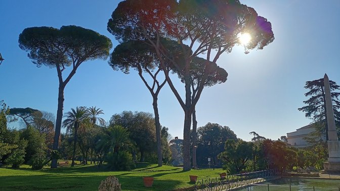 Pino monumentale di Villa Torlonia