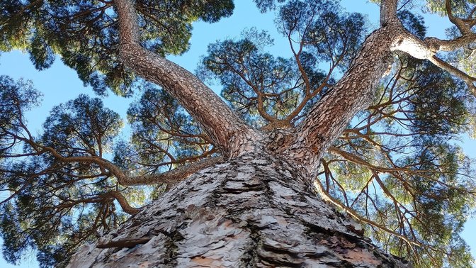 Pino monumentale di Villa Torlonia