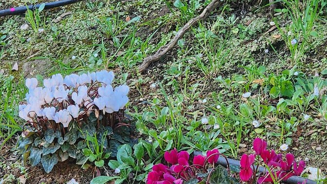 Area Contigua Valle dei Casali