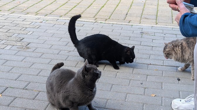 Area Contigua Valle dei Casali