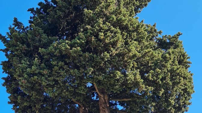 Cipresso Monumentale di Monte Mario