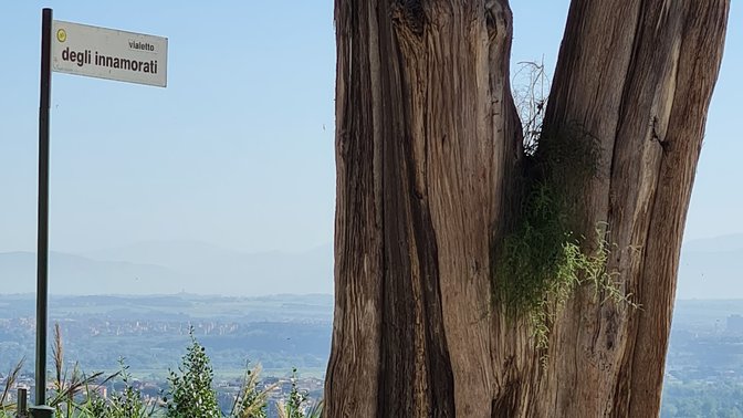 Cipresso Monumentale di Monte Mario