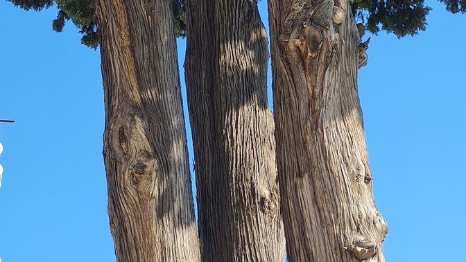 Cipresso Monumentale di Monte Mario