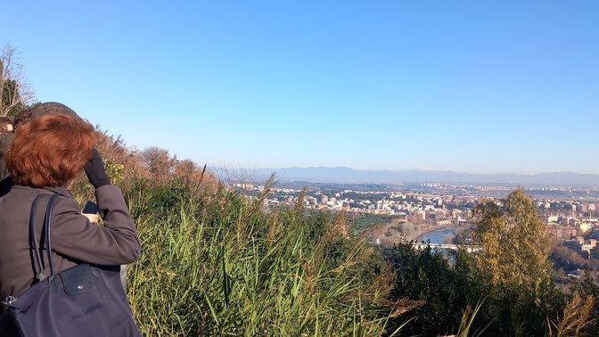Cipresso Monumentale di Monte Mario