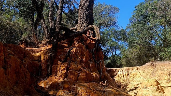 Bosco Arcangelo Corelli