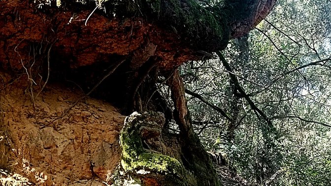 Bosco Arcangelo Corelli