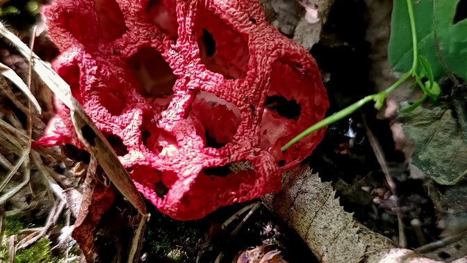 Bosco Arcangelo Corelli